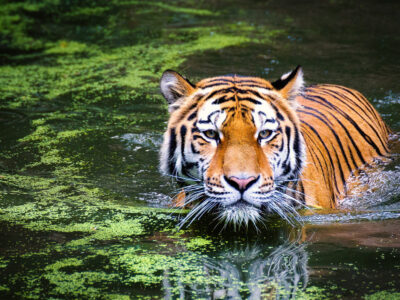 Take Care Mission: Save the Tigers