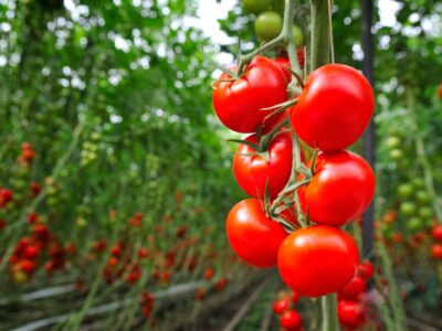 Natürlicher Tomatendünger: Hausmittel als natürlicher Dünger für Tomaten