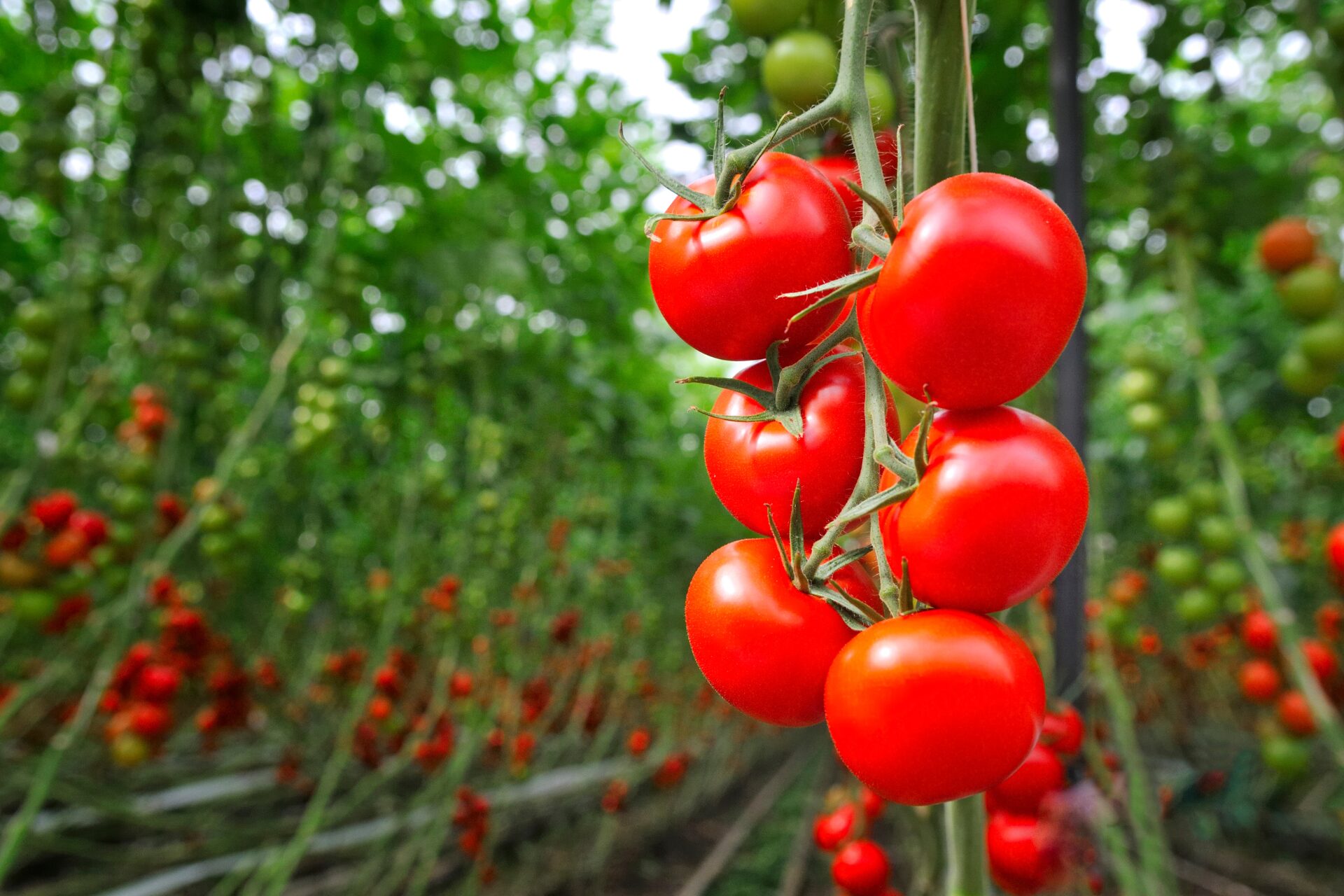 Natrlicher Tomatendnger: Hausmittel als natrlicher Dnger