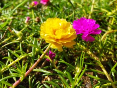 Winterharte Portulakröschen Pflege: Tipps für leuchtende Blüten im Garten