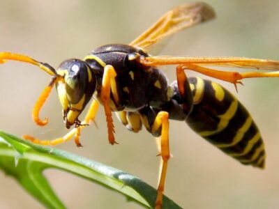 Sterben Wespen im Winter? Einblicke in ihren Lebenszyklus und ihr Überleben