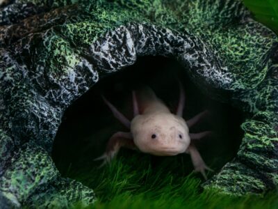 Das hässlichste Tier der Welt Warum Schönheit im Auge des Betrachters liegt