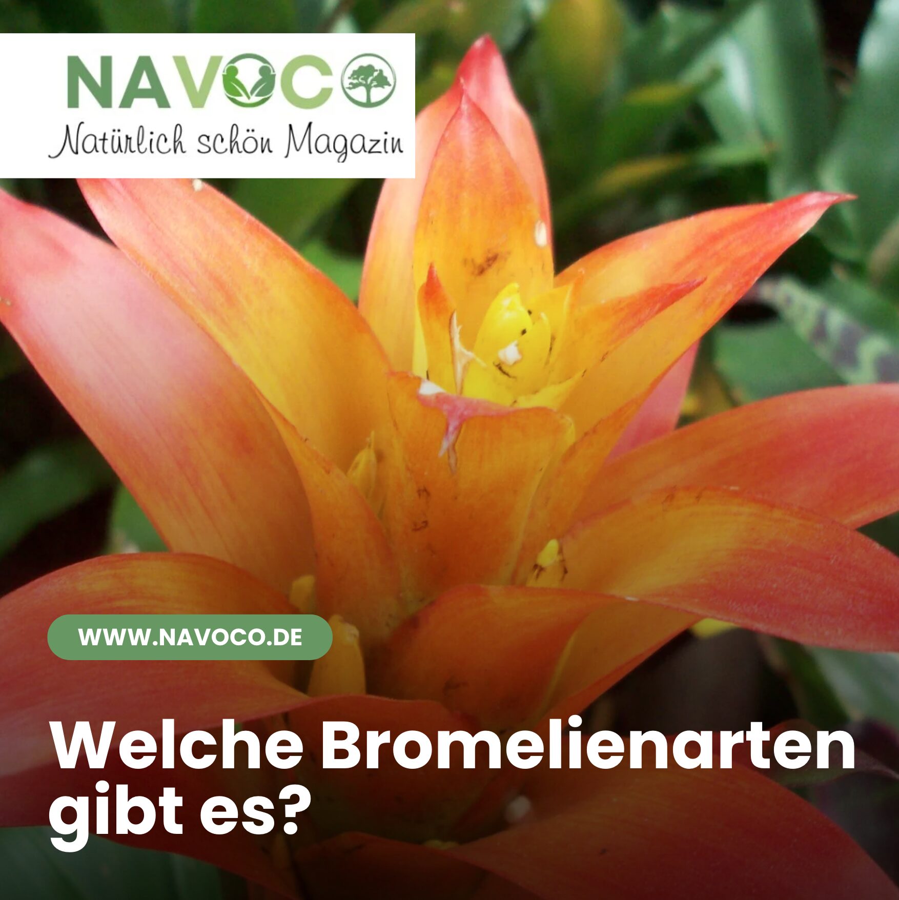Welche Bromelienarten gibt es?