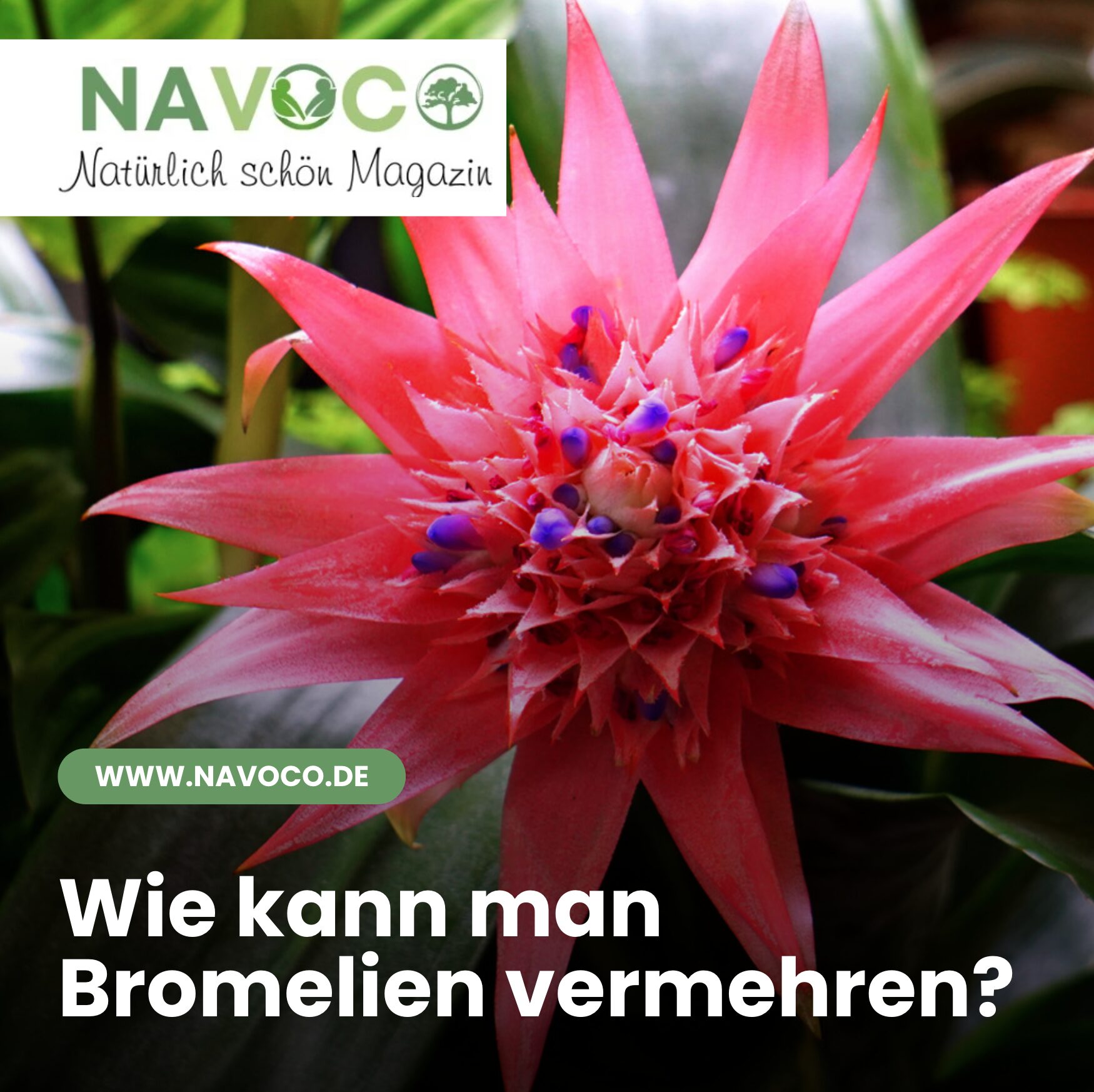 Wie kann man Bromelien vermehren?
