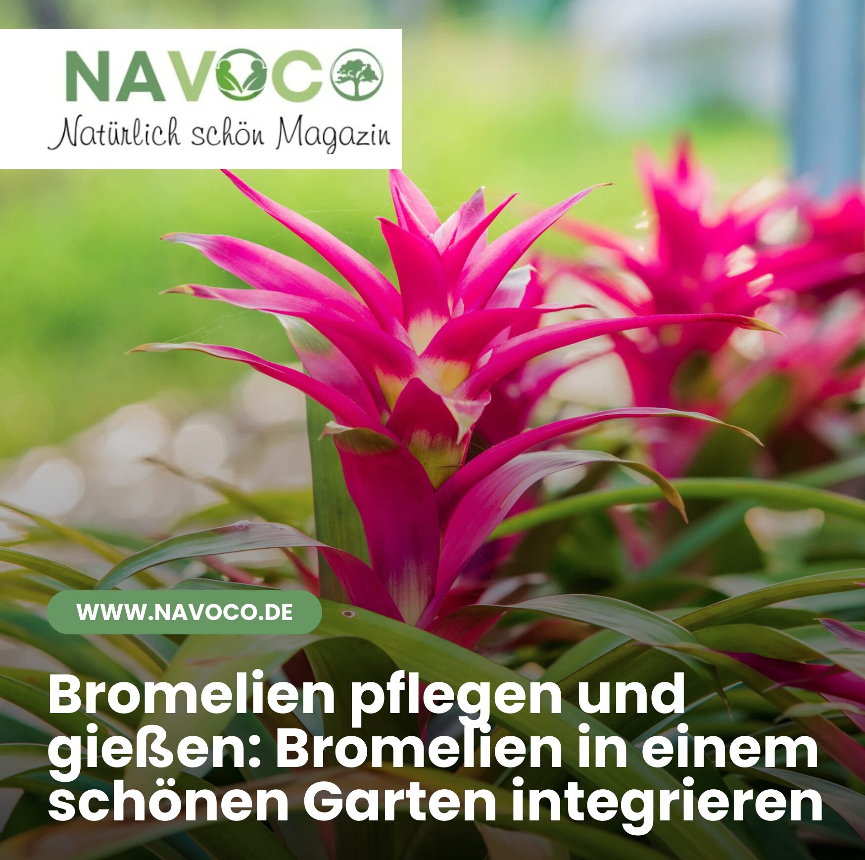 Bromelien pflegen und gießen: Bromelien in einem schönen Garten integrieren