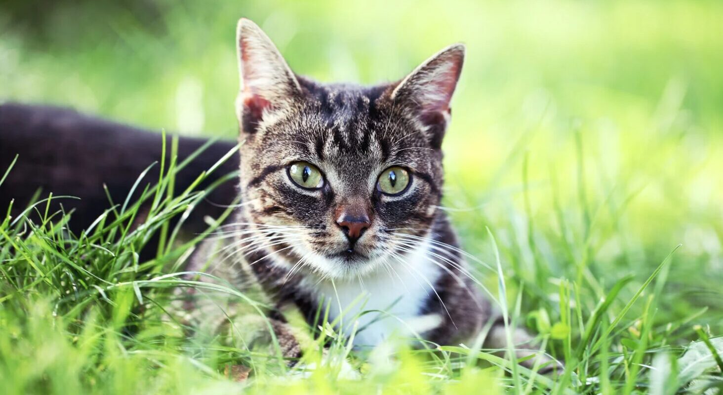 Effektive Katzen aus dem Garten vertreiben: ein umfassender Leitfaden