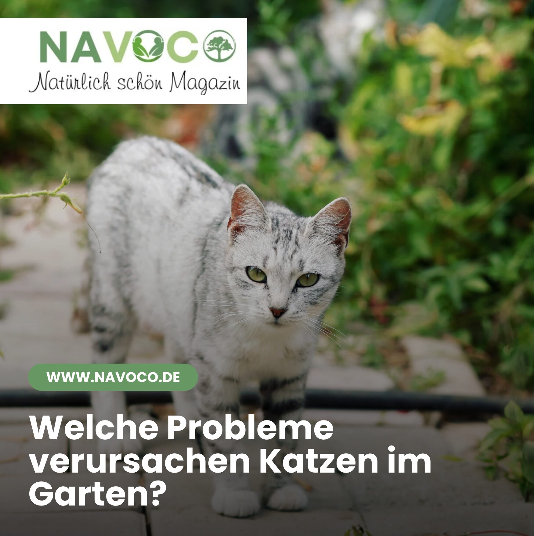 Welche Probleme verursachen Katzen im Garten?