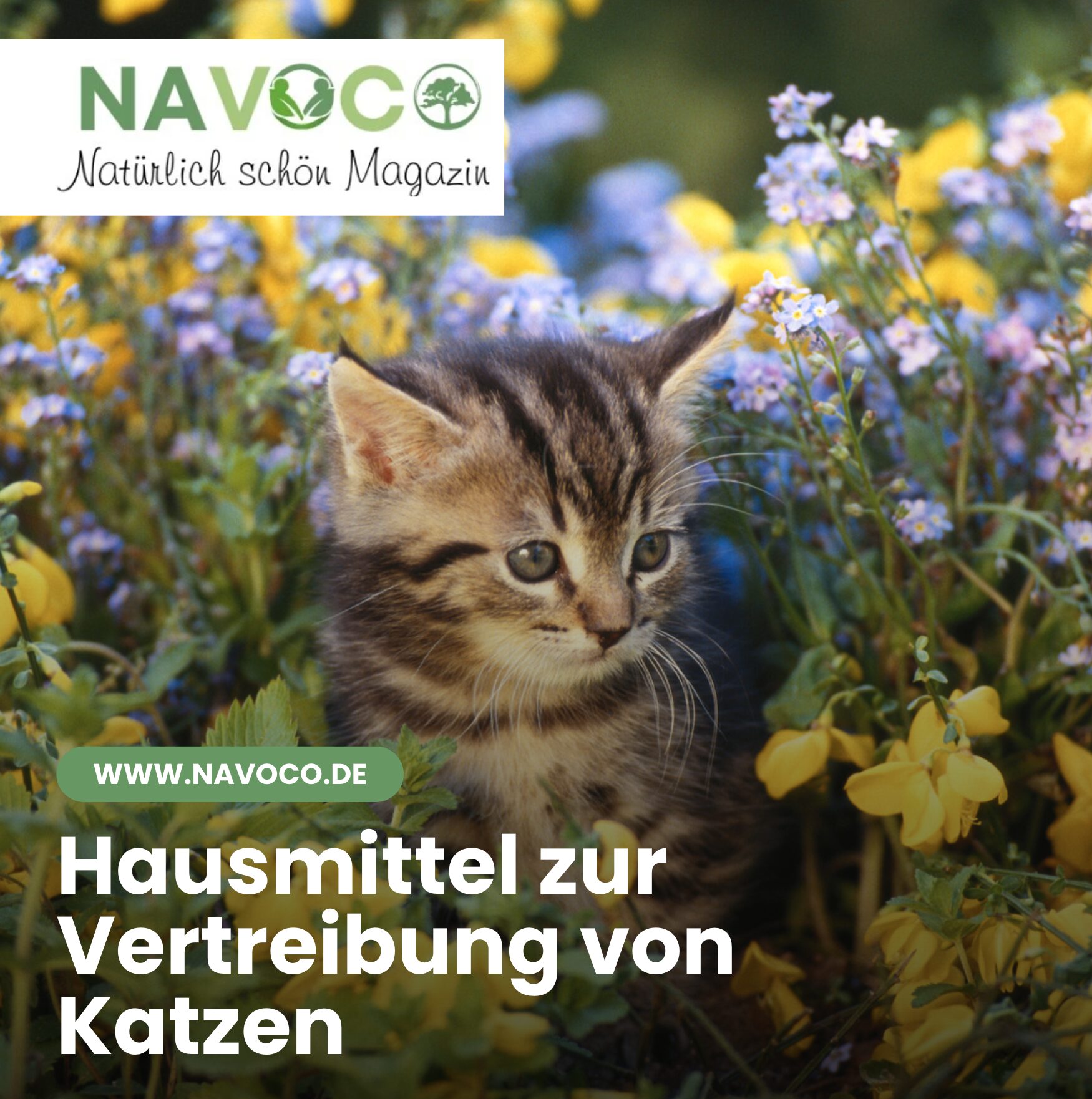 Hausmittel zur Vertreibung von Katzen