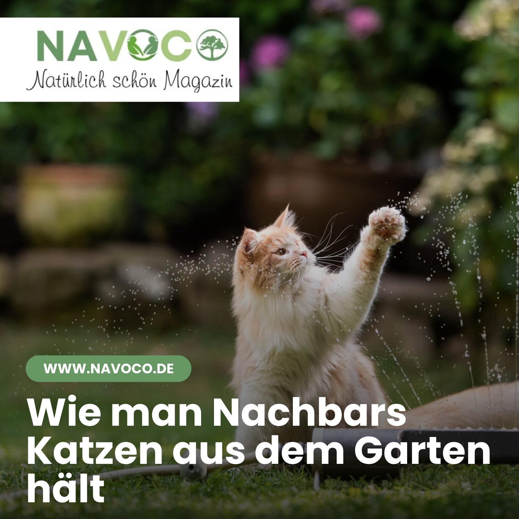 Wie man Nachbars Katzen aus dem Garten hält