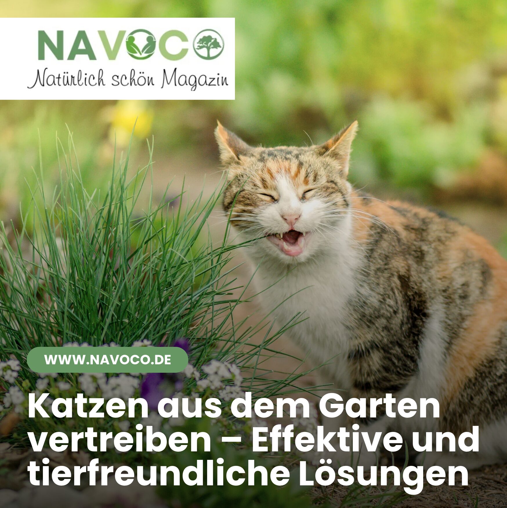 Katzen aus dem Garten vertreiben – Effektive und tierfreundliche Lösungen