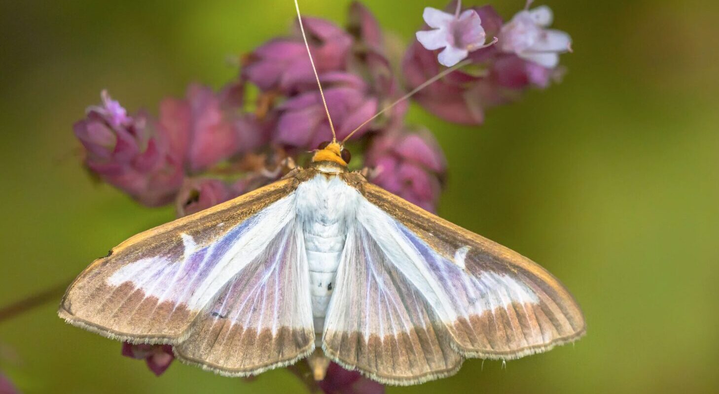 Bestes Mittel gegen den Buchsbaumzünsler: Effektive Lösungen für Ihren Garten