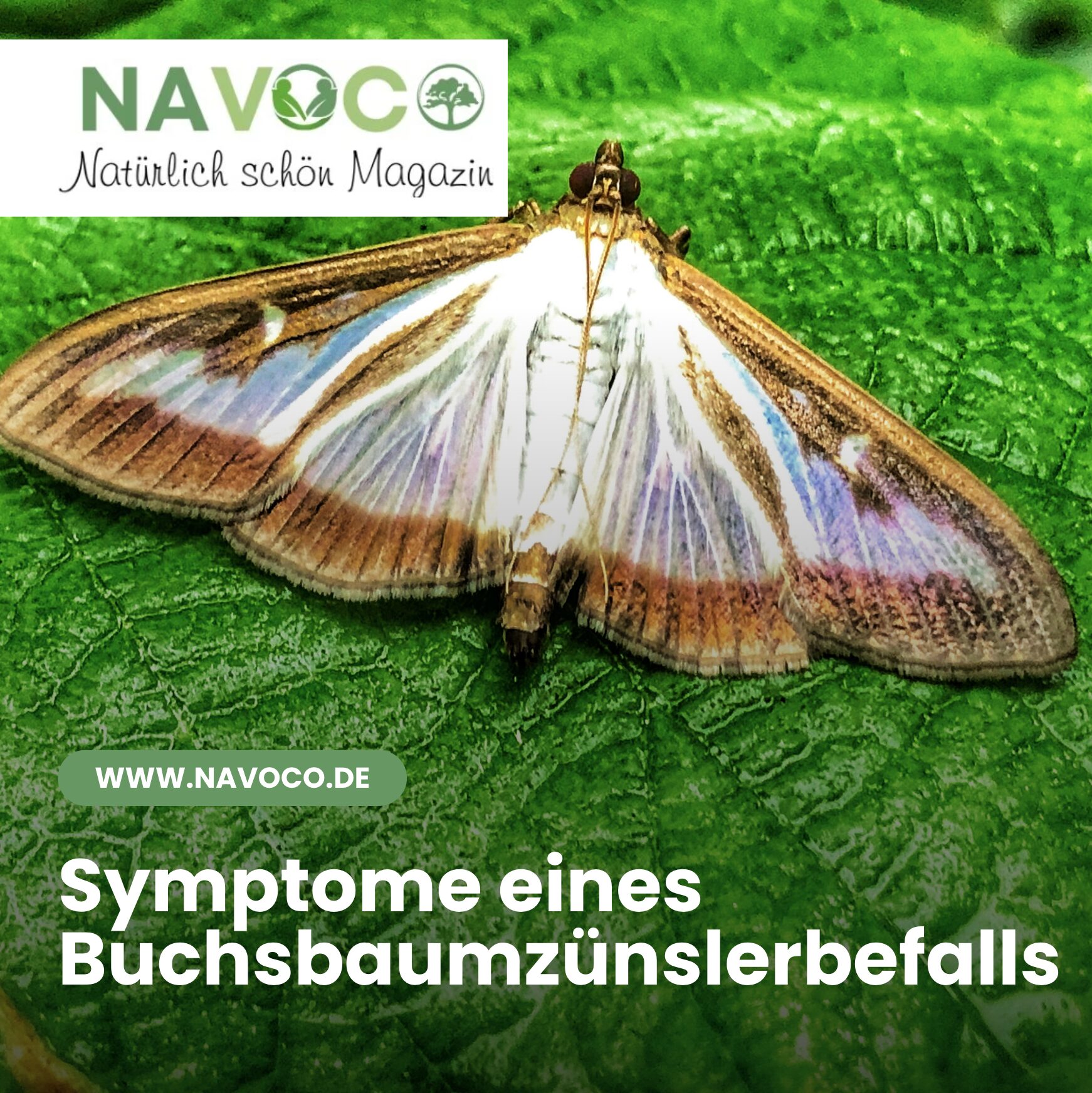 Symptome eines Buchsbaumzünslerbefalls