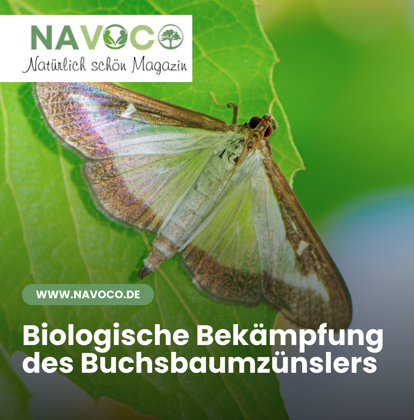 Biologische Bekämpfung des Buchsbaumzünslers