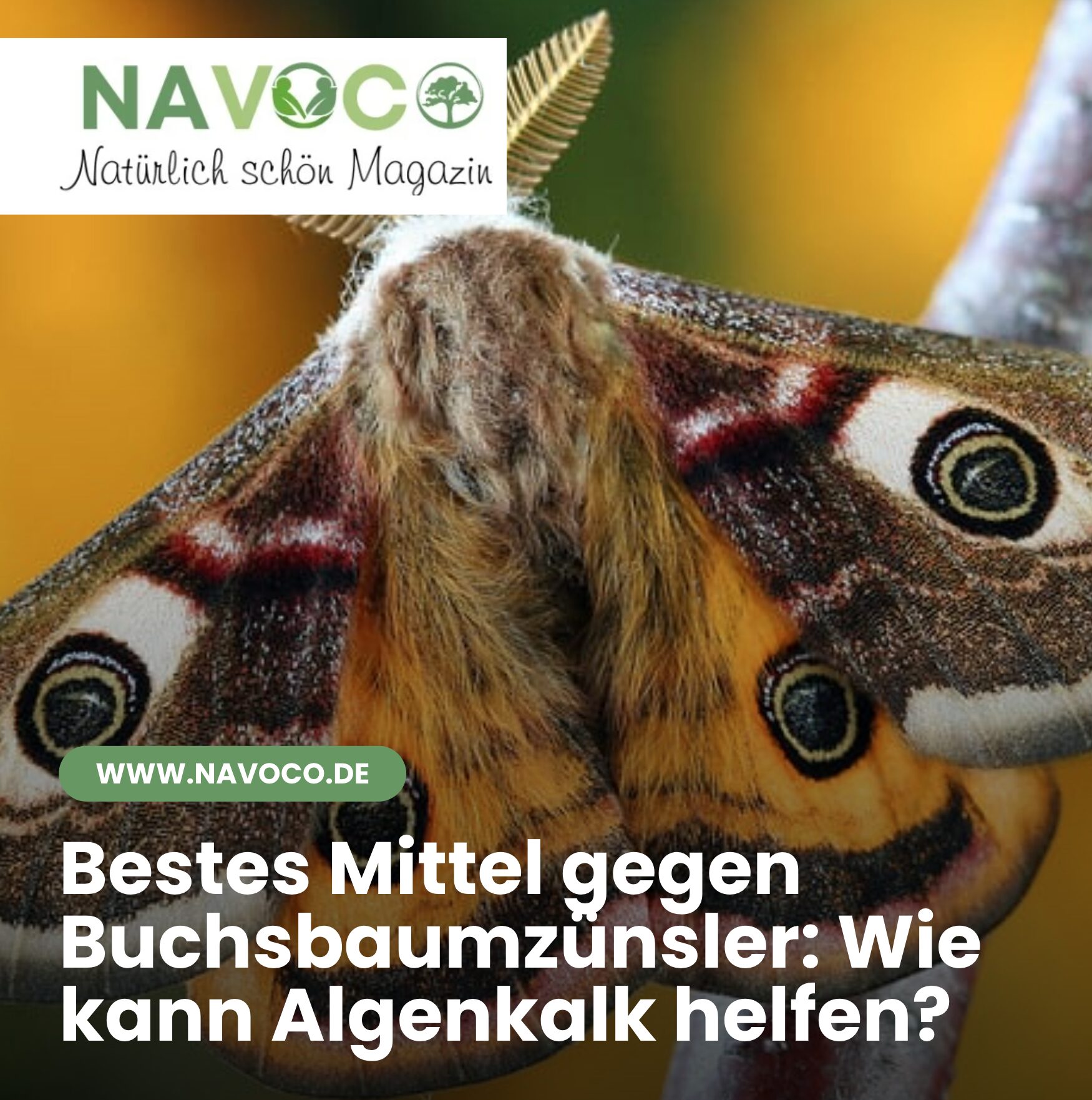 Bestes Mittel gegen Buchsbaumzünsler: Wie kann Algenkalk helfen?