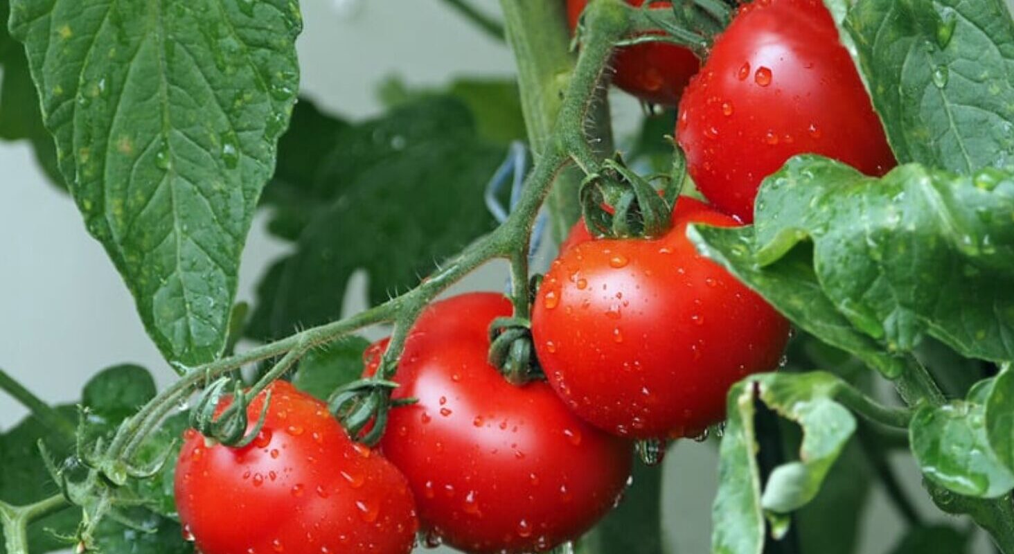 Ist Tomate Obst oder Gemüse? Die ultimative Antwort auf eine kulinarische Frage