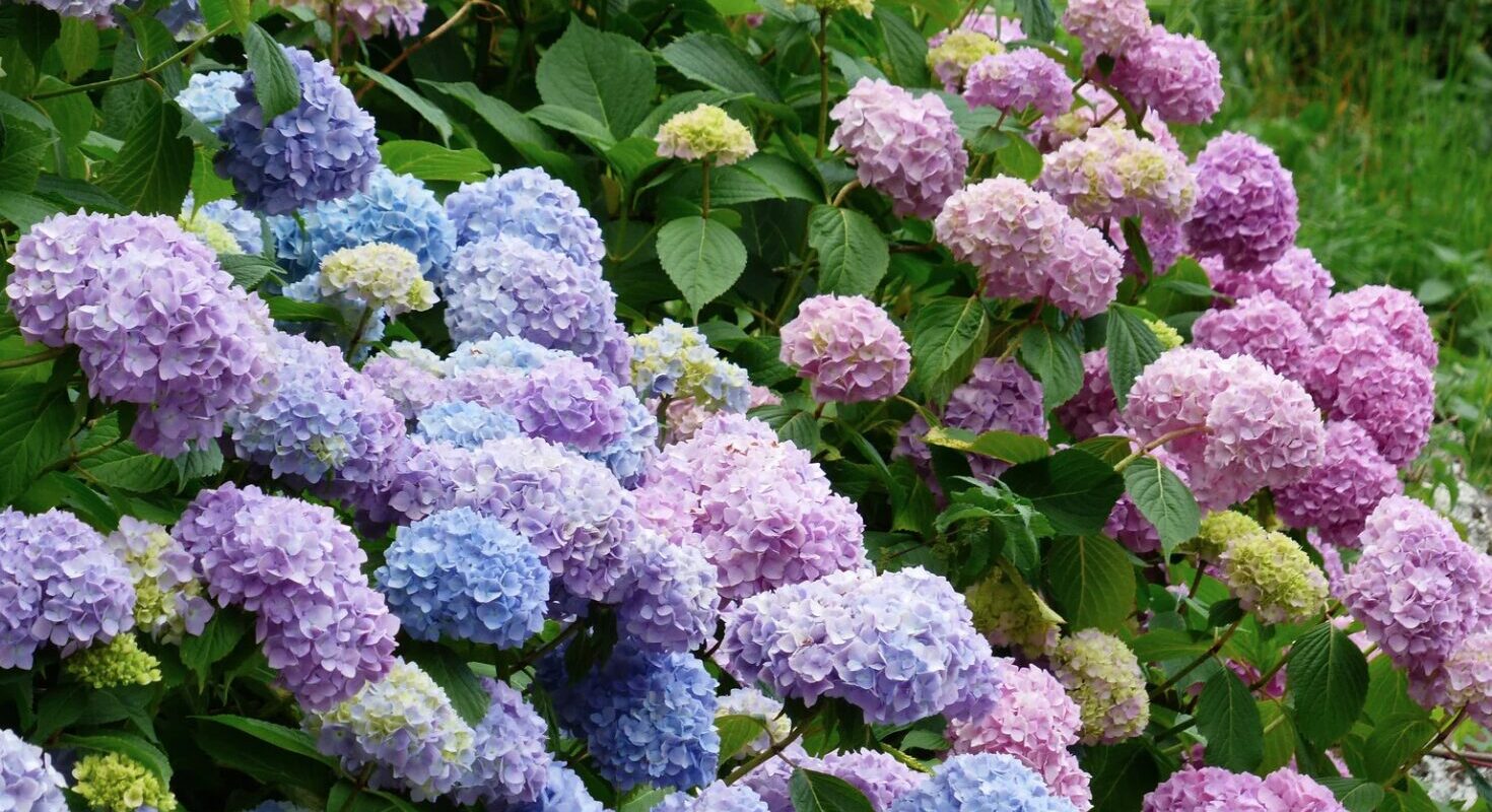 Hortensien Trocknen ohne Farbverlust: Tipps und Tricks für langlebige Blüten