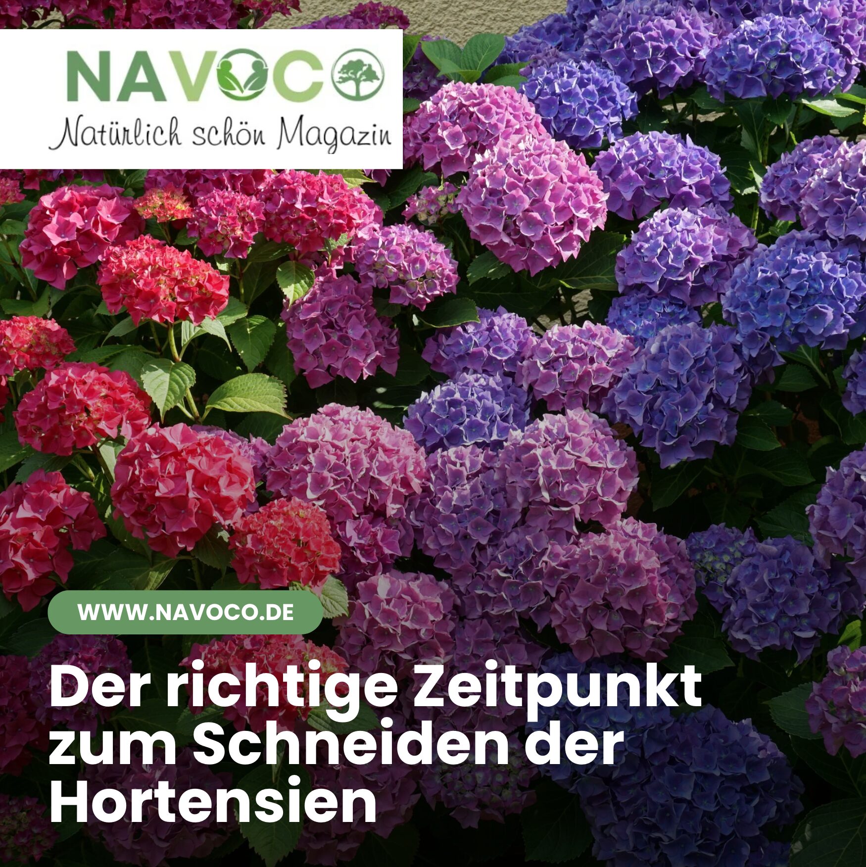 Der richtige Zeitpunkt zum Schneiden der Hortensien