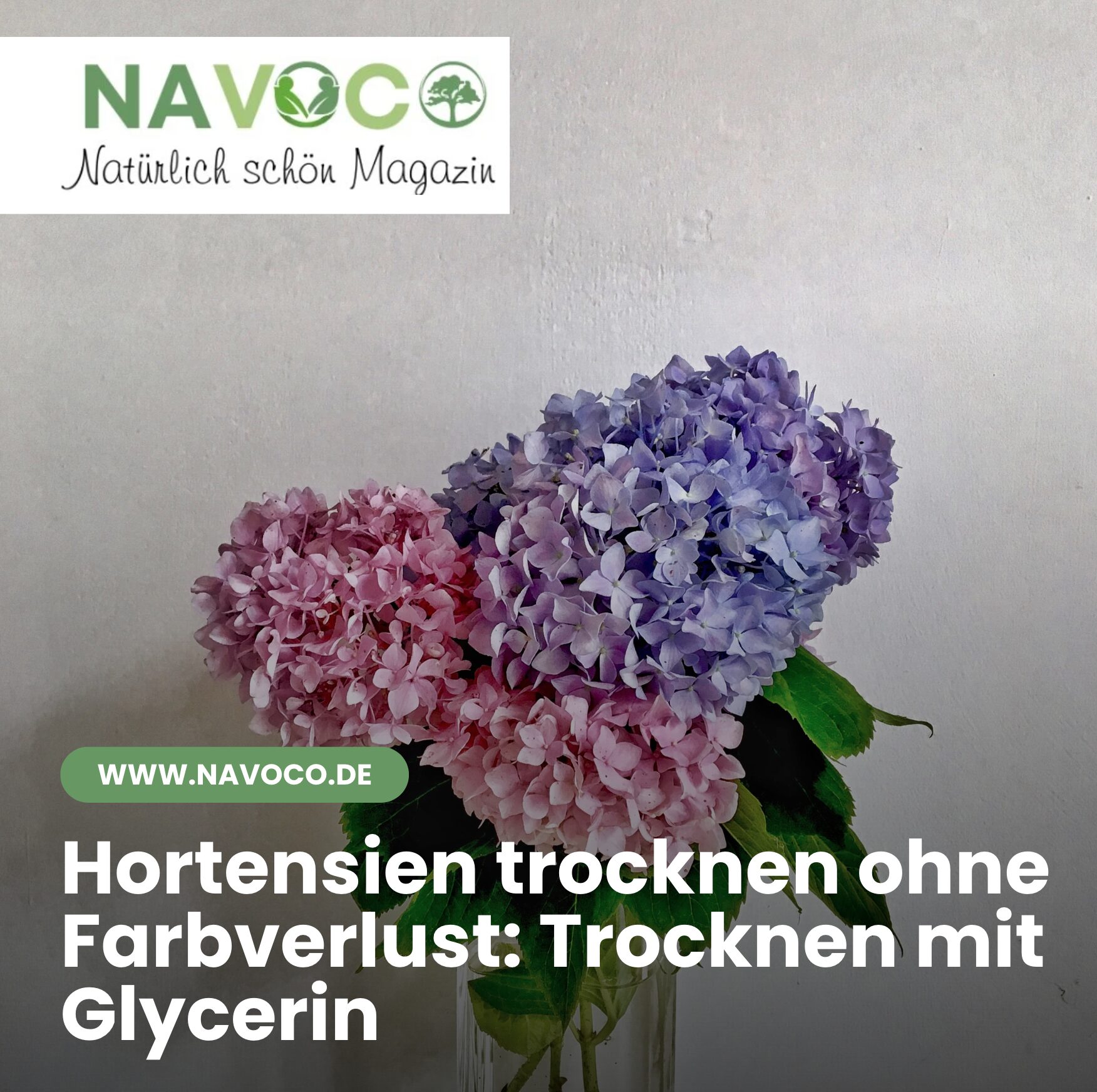 Hortensien trocknen ohne Farbverlust: Trocknen mit Glycerin