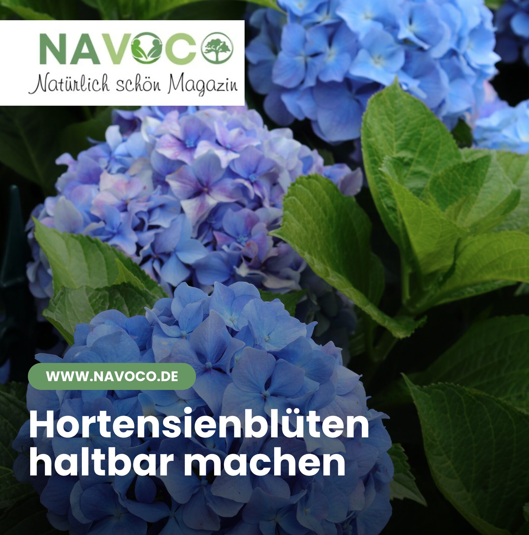 Hortensienblüten haltbar machen