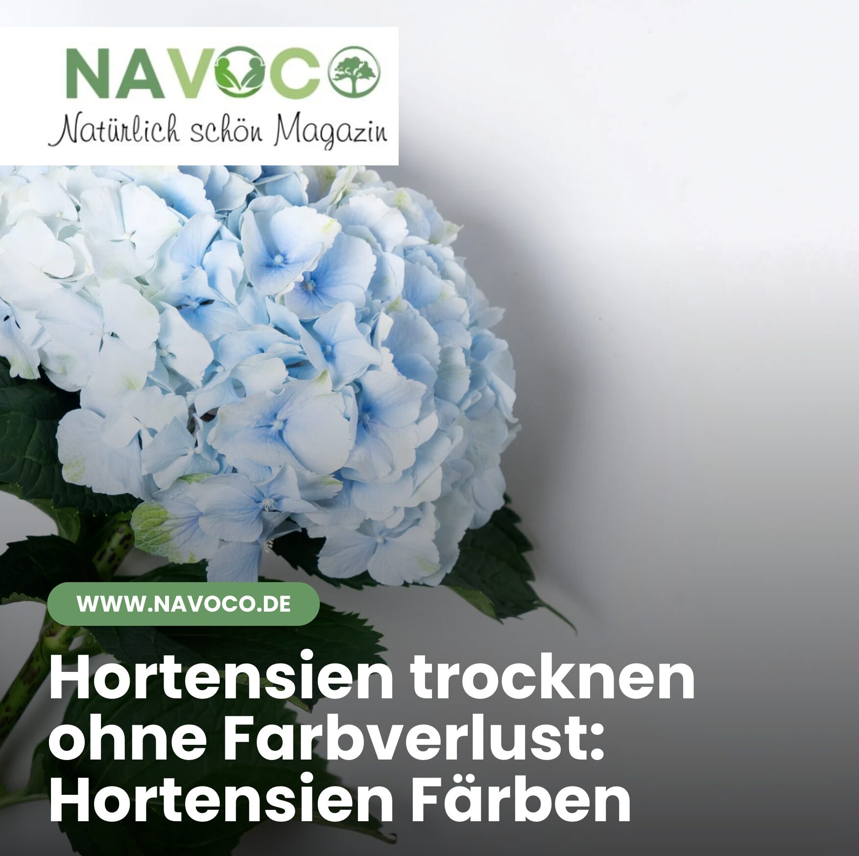 Hortensien trocknen ohne Farbverlust: Hortensien Färben