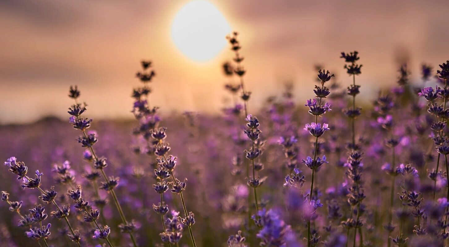 Lavendel schneiden, wann und wie viel für üppige Blüten und gesundes Wachstum?