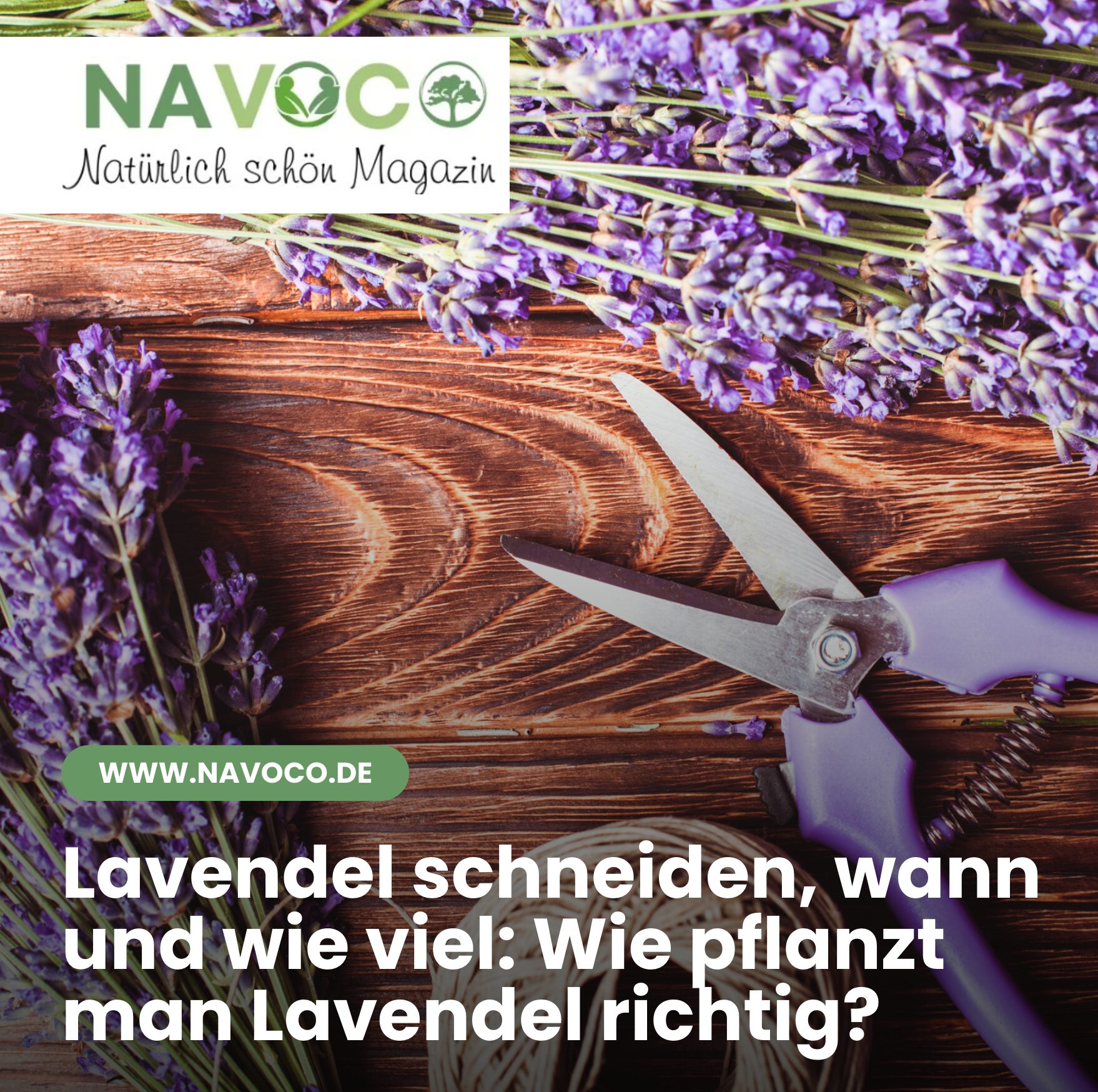 Lavendel schneiden, wann und wie viel: Wie pflanzt man Lavendel richtig?
