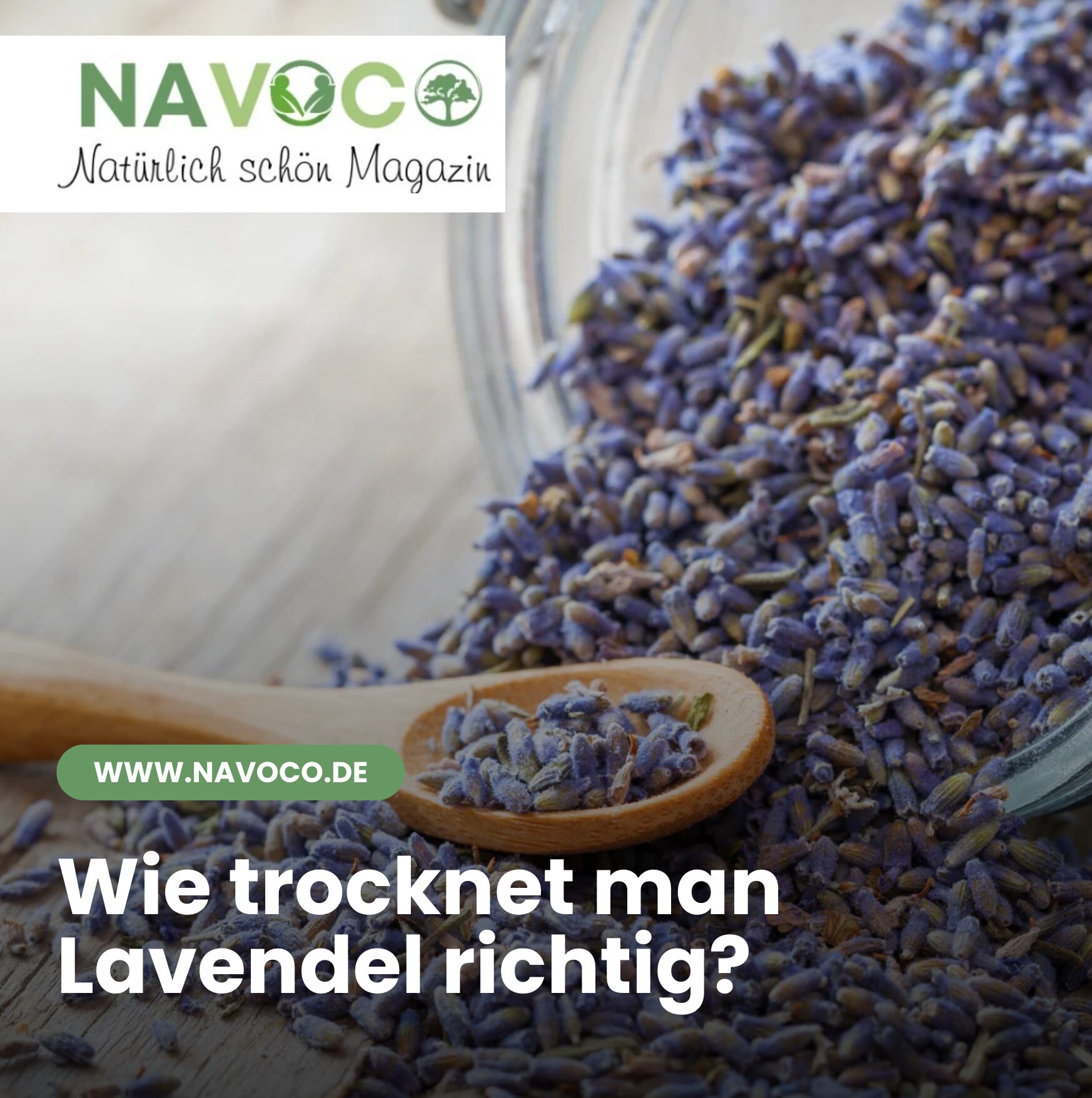 Wie trocknet man Lavendel richtig?