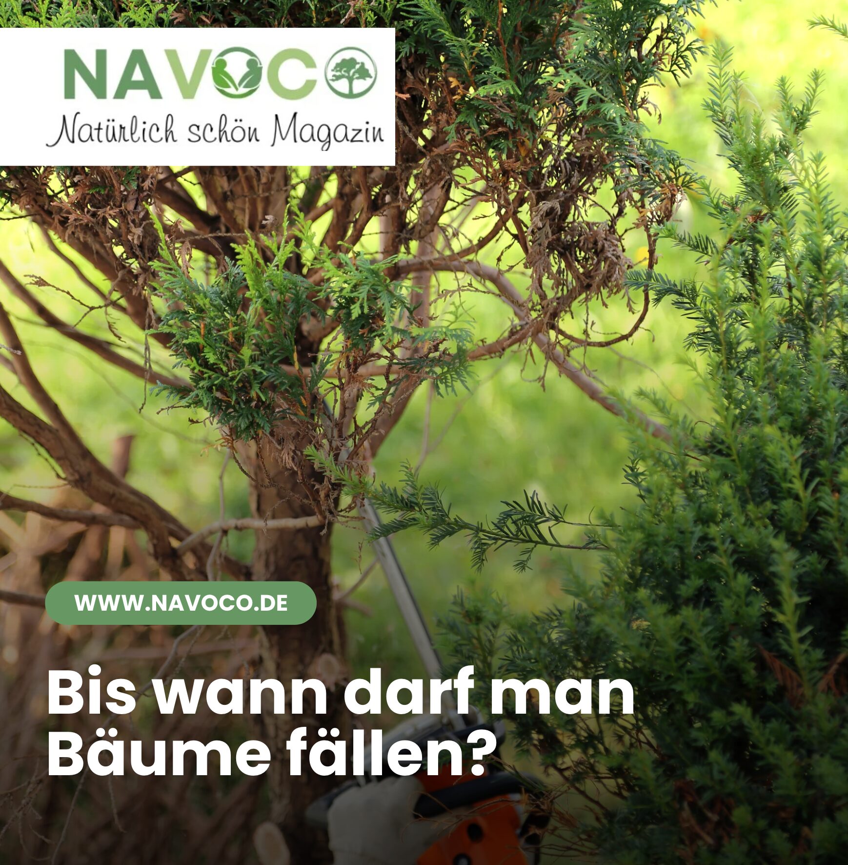 Bis wann darf man Bäume fällen?