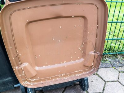 Maden in der Biotonne: Tipps zur Vorbeugung und Bekämpfung