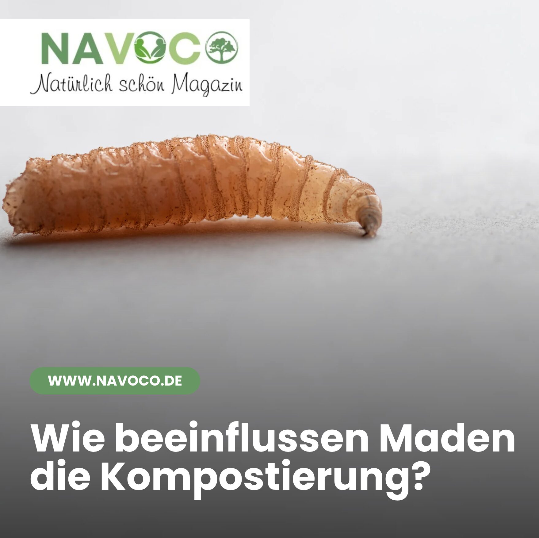 Wie beeinflussen Maden die Kompostierung?