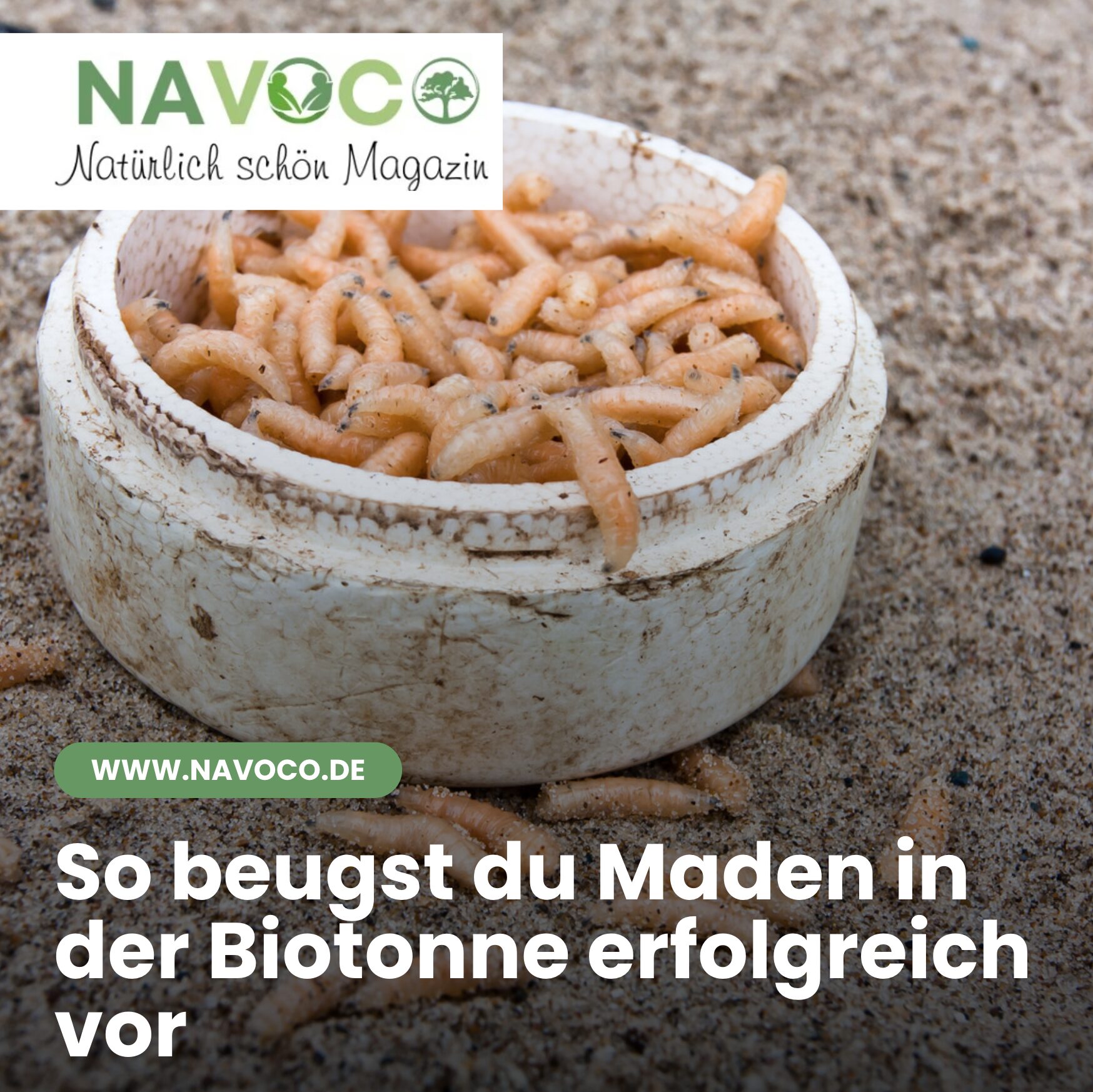 So beugst du Maden in der Biotonne erfolgreich vor