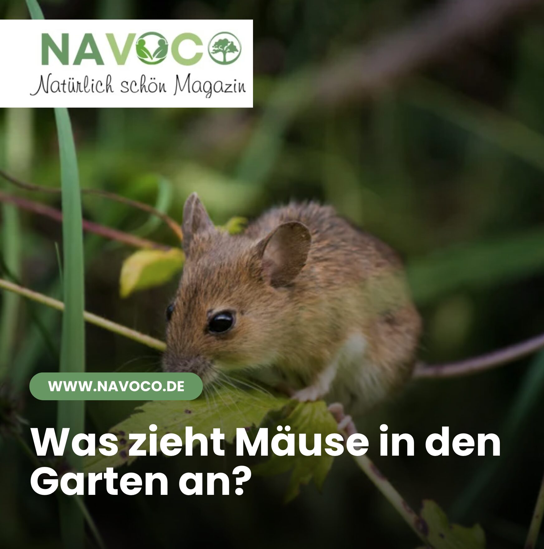 Was zieht Mäuse in den Garten an?
