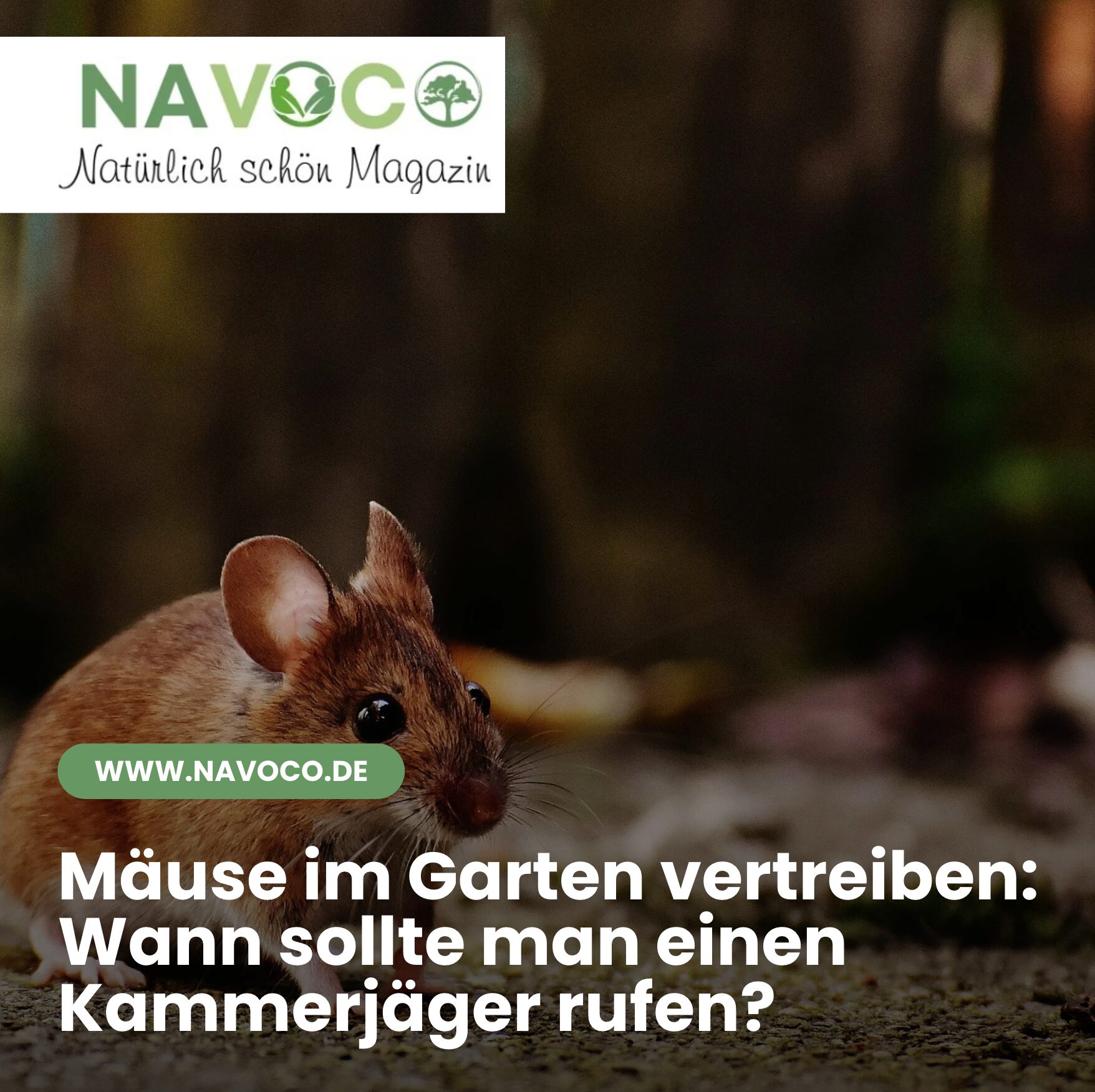 Mäuse im Garten vertreiben: Wann sollte man einen Kammerjäger rufen?