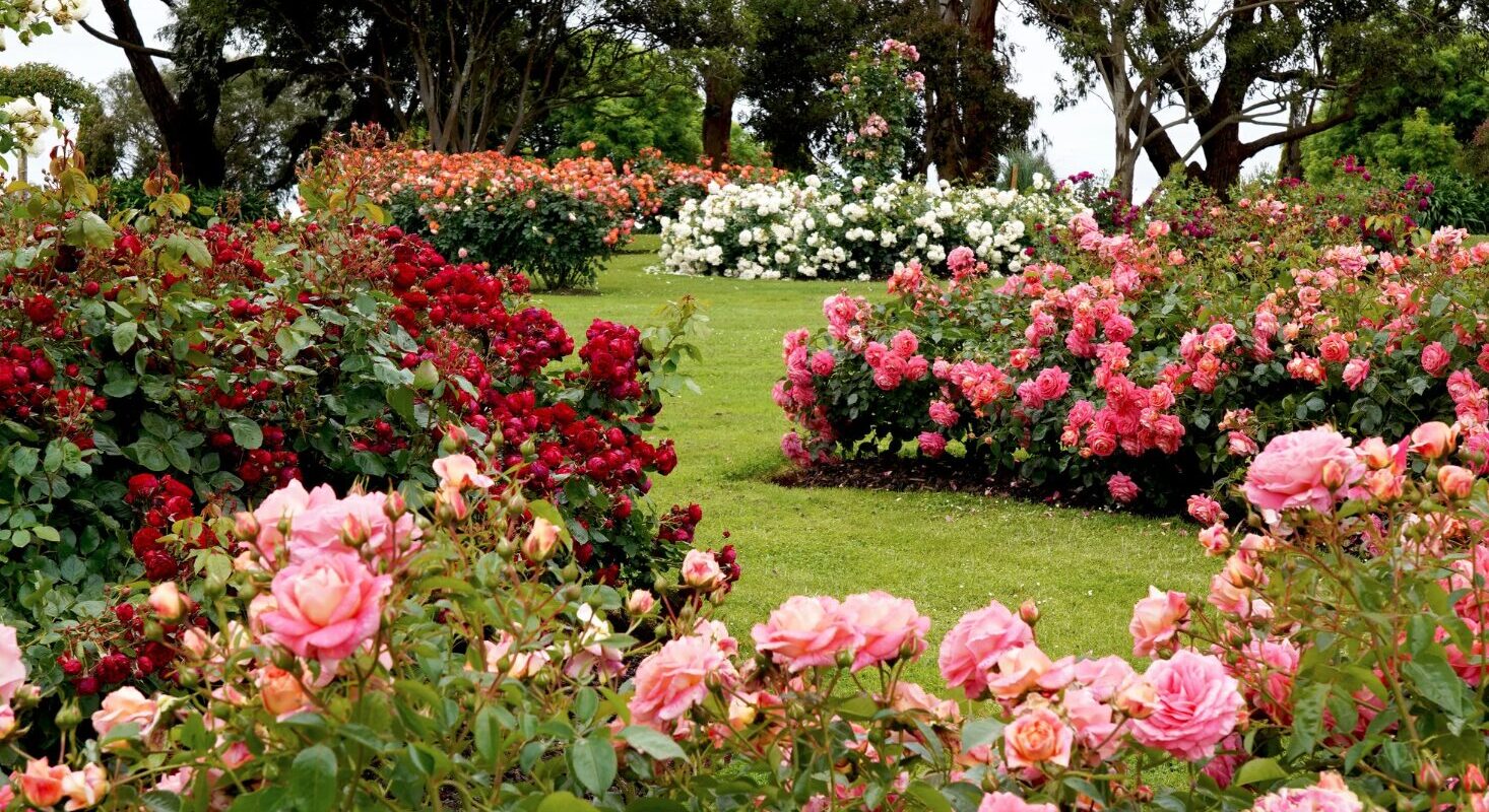 Rosen schneiden im Herbst oder Frühjahr – Welcher Zeitpunkt ist der beste?