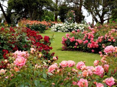 Rosen schneiden im Herbst oder Frühjahr – Welcher Zeitpunkt ist der beste?