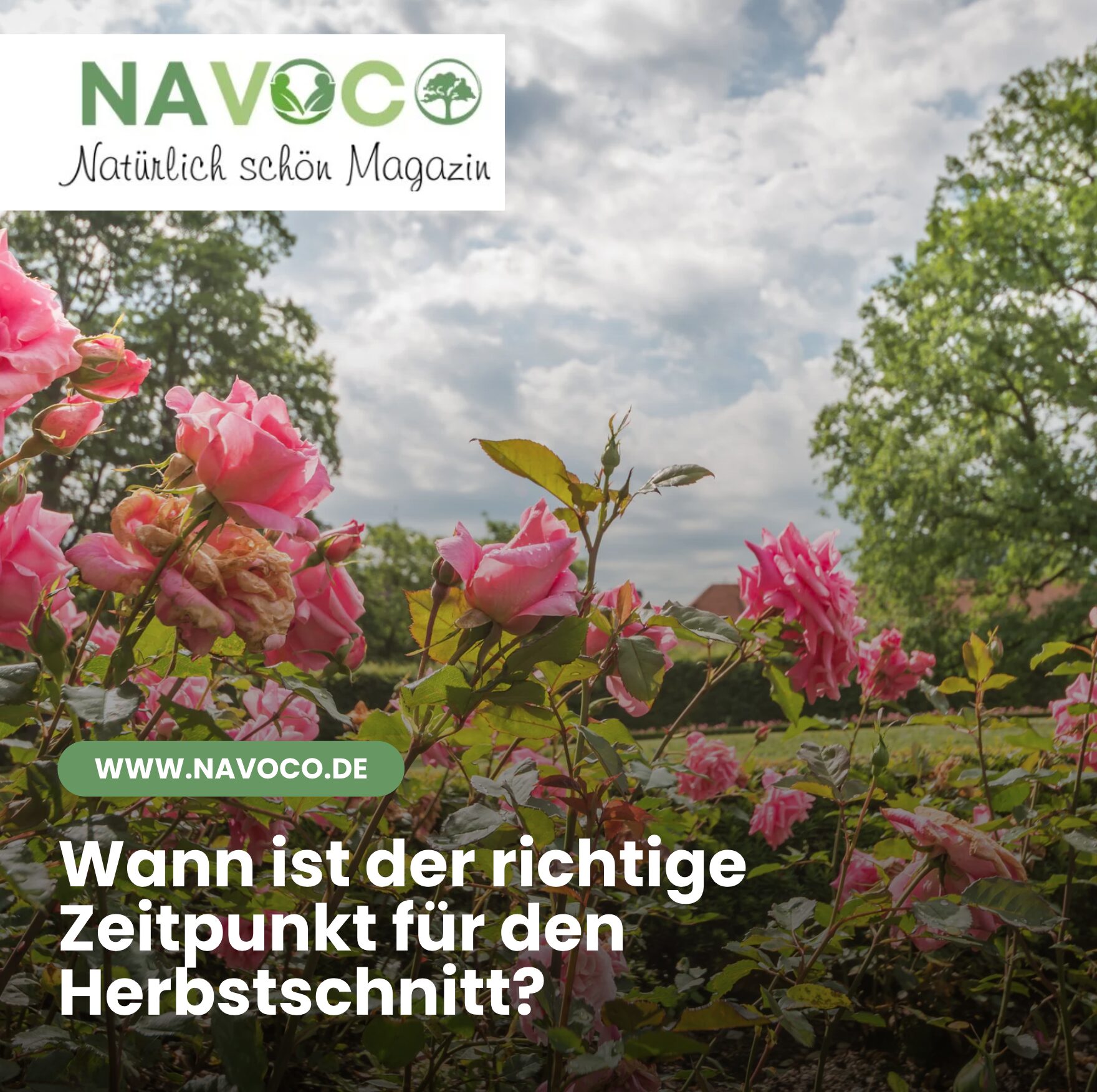 Wann ist der richtige Zeitpunkt für den Herbstschnitt?