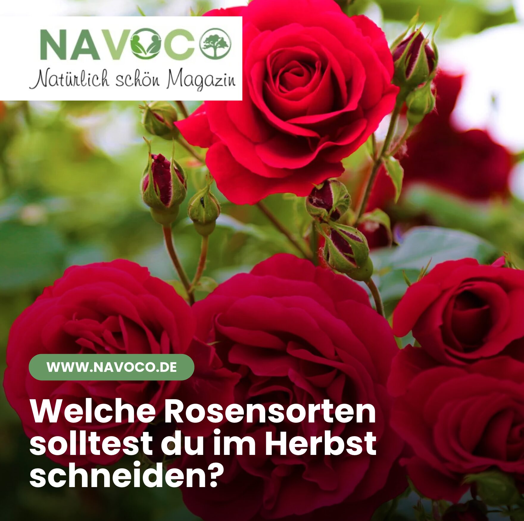 Welche Rosensorten solltest du im Herbst schneiden?