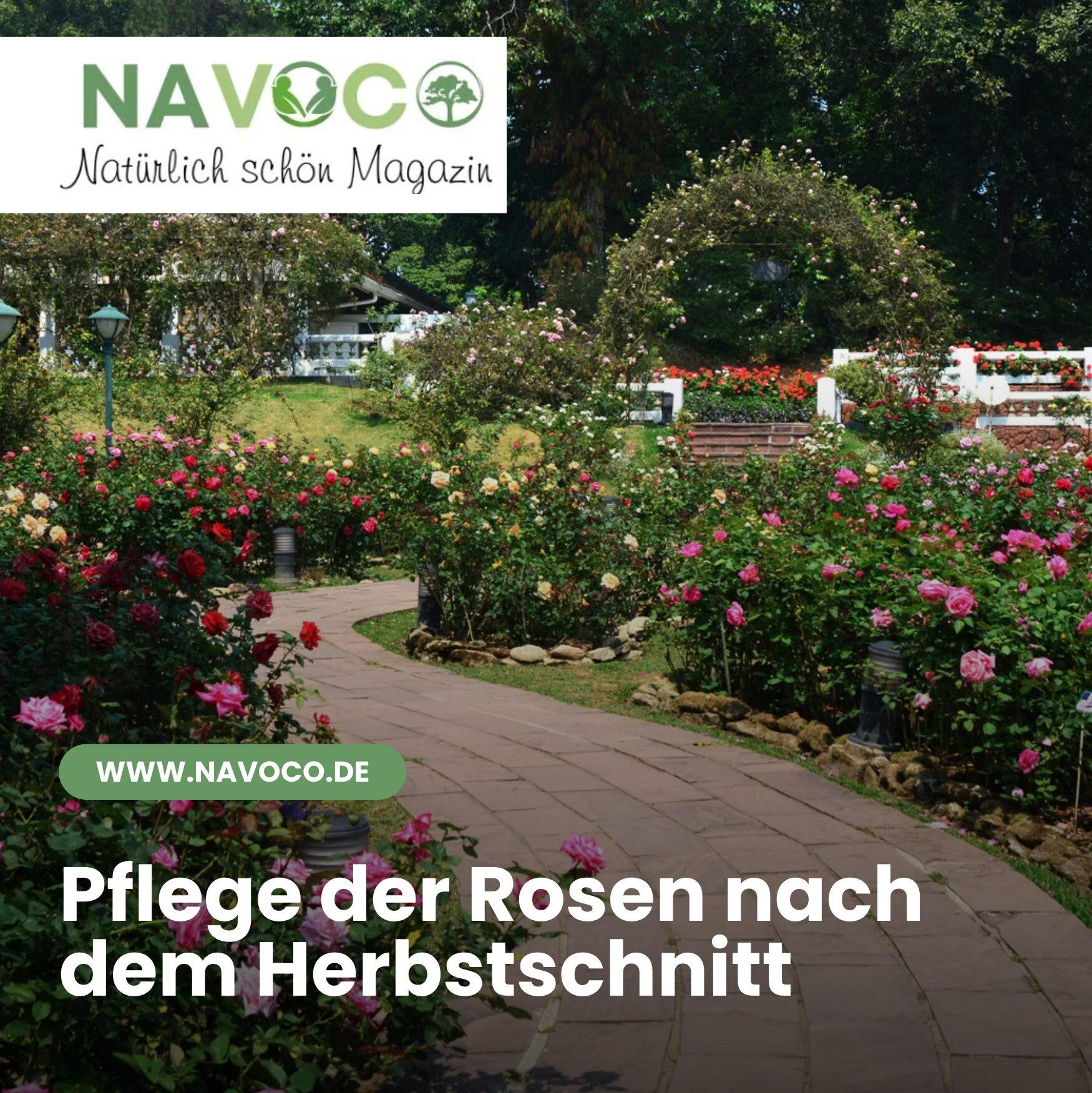 Pflege der Rosen nach dem Herbstschnitt