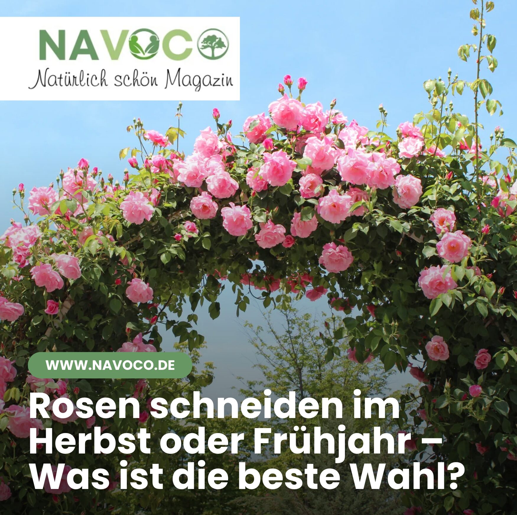 Rosen schneiden im Herbst oder Frühjahr – Was ist die beste Wahl?