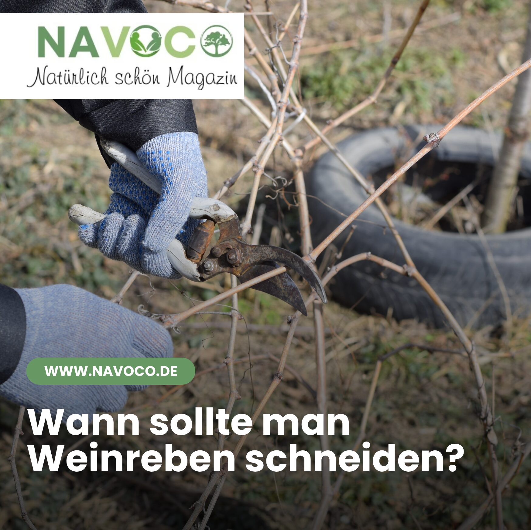 Wann sollte man Weinreben schneiden?