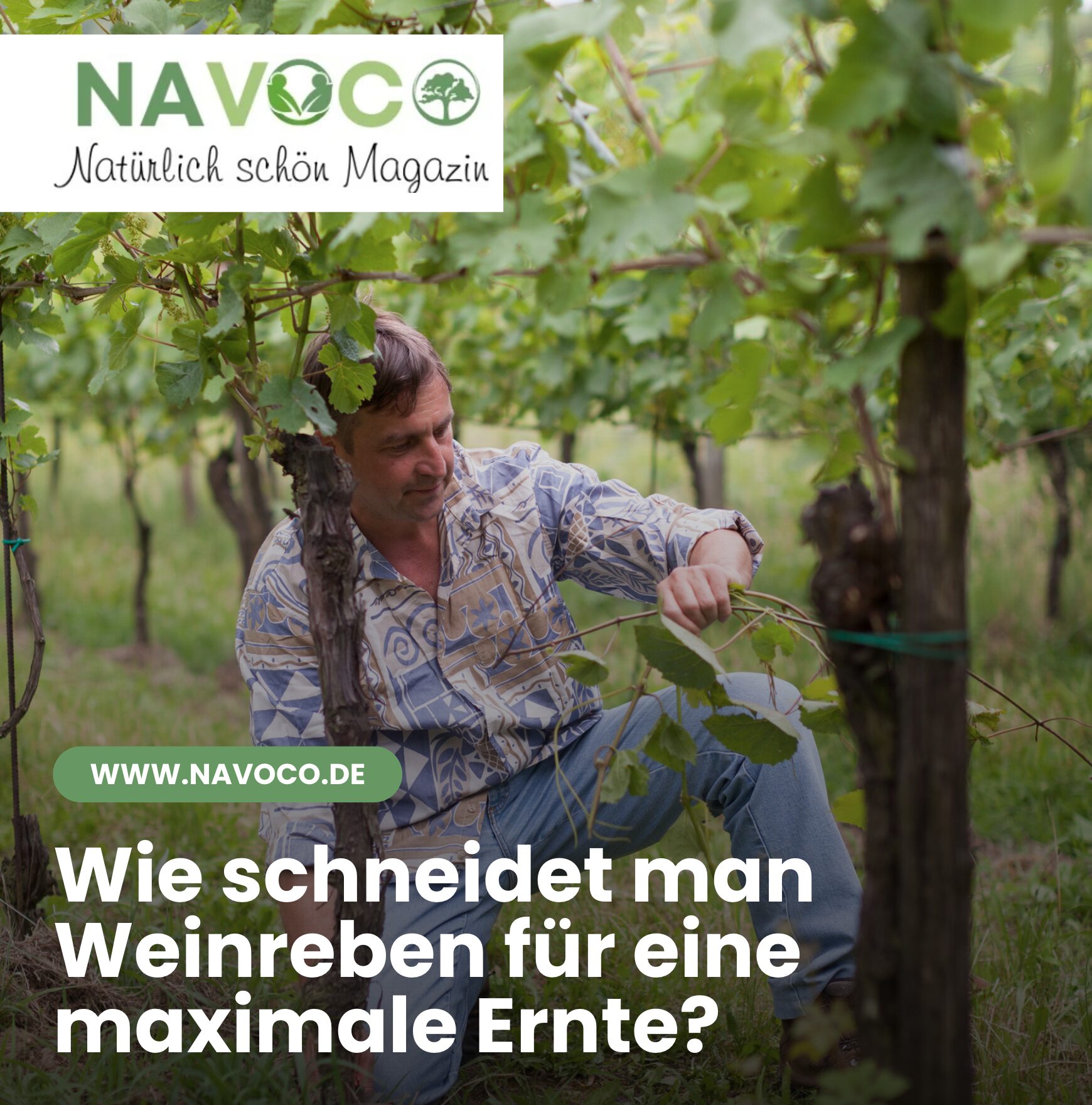 Wie schneidet man Weinreben für eine maximale Ernte?
