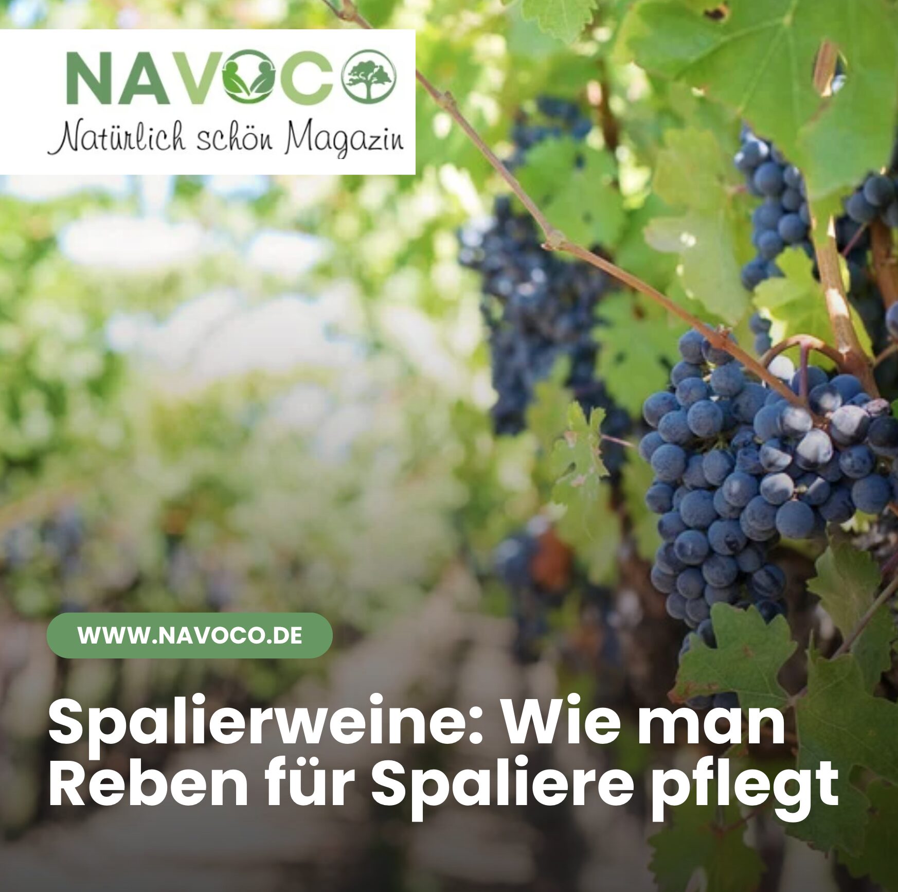Spalierweine: Wie man Reben für Spaliere pflegt