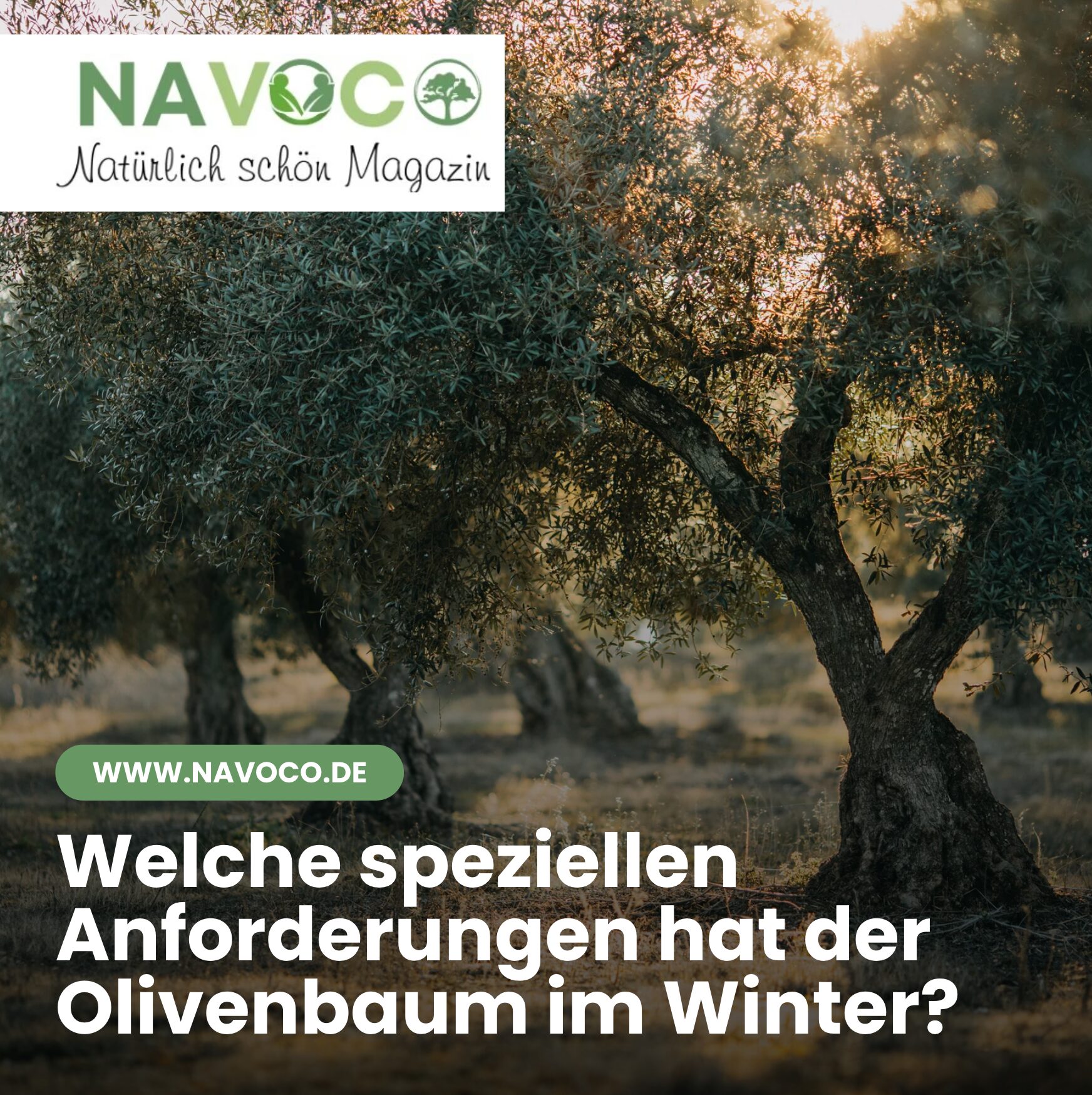 Welche speziellen Anforderungen hat der Olivenbaum im Winter?