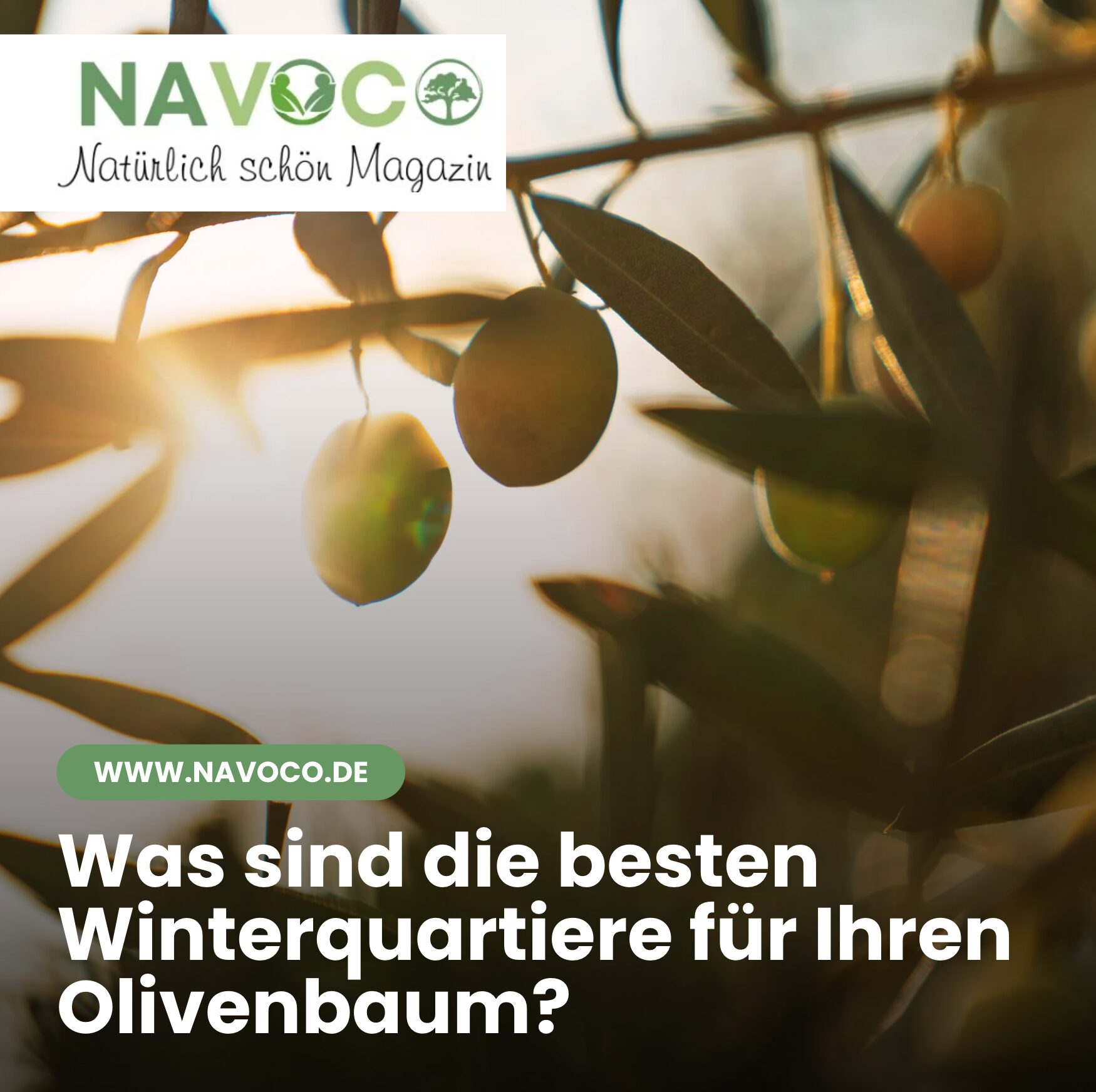 Was sind die besten Winterquartiere für Ihren Olivenbaum?