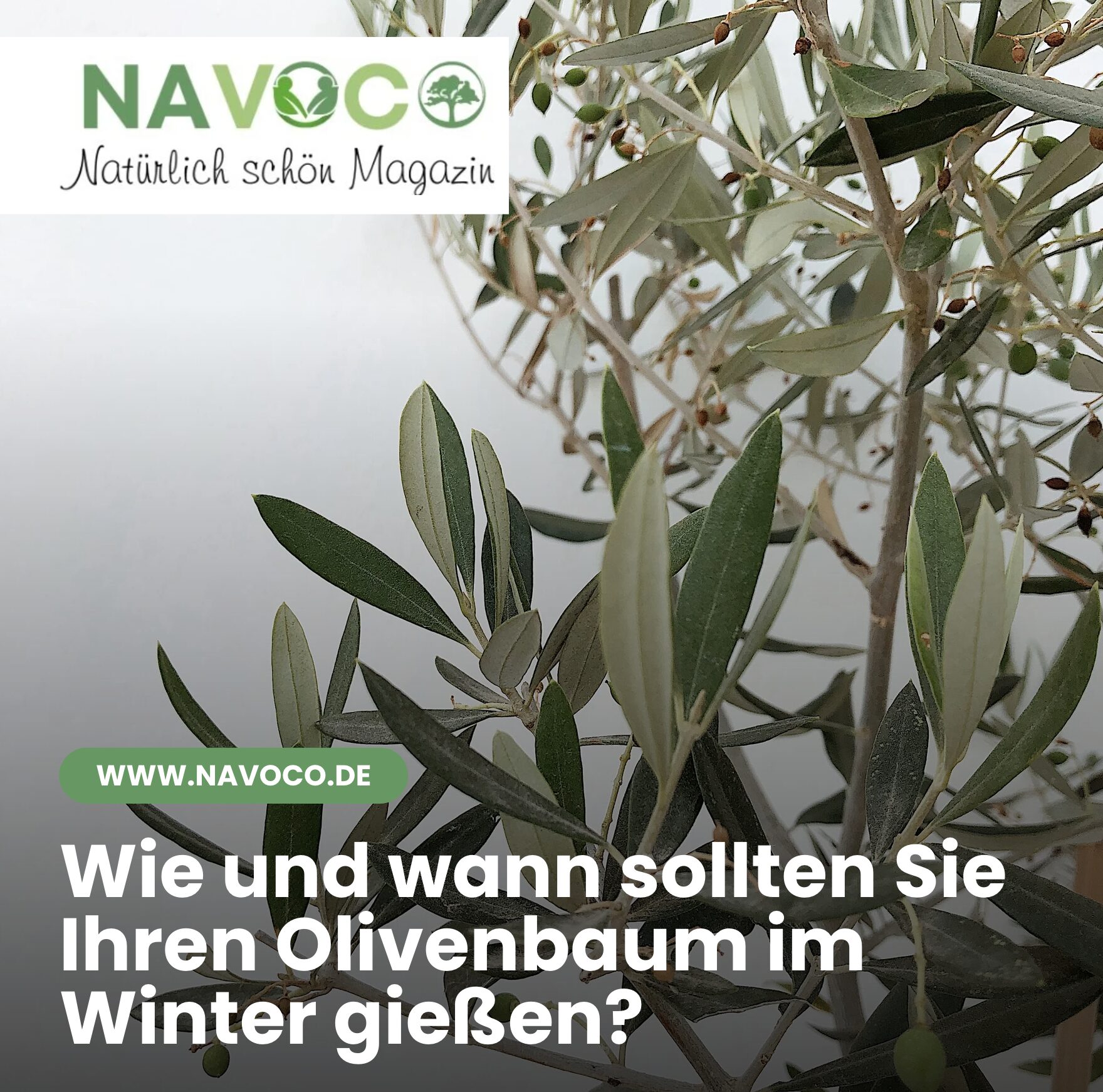 Wie und wann sollten Sie Ihren Olivenbaum im Winter gießen?