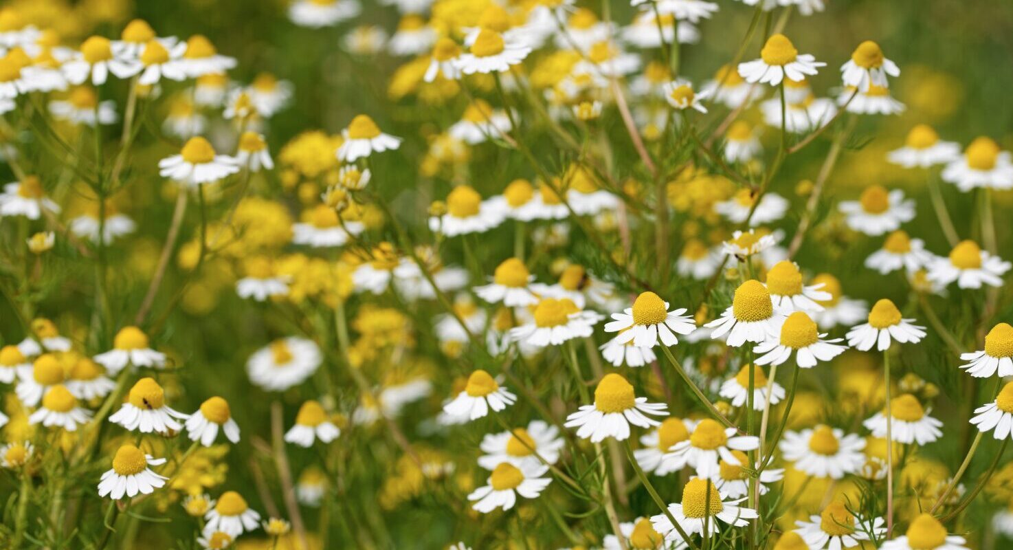Bis wie viel Grad ist Kamelie winterhart? Alles, was du über die Winterhärte von Kamelien wissen musst