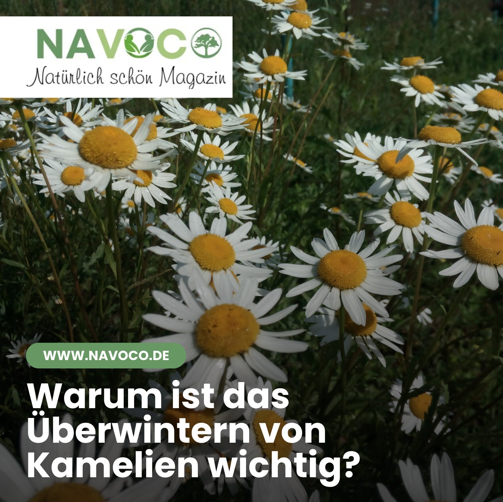 Warum ist das Überwintern von Kamelien wichtig?