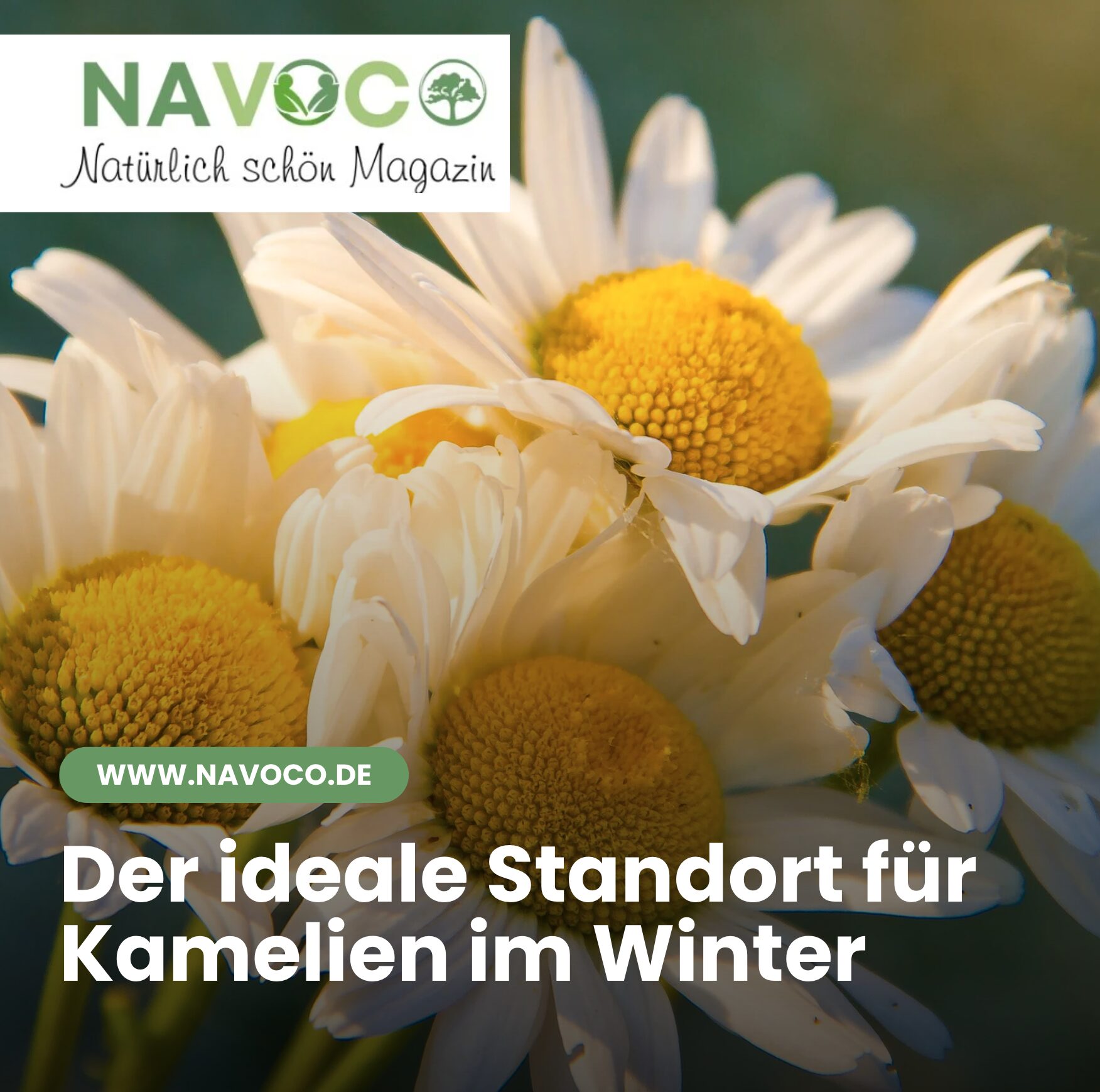 Der ideale Standort für Kamelien im Winter