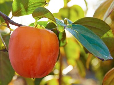Wie gesund ist Kaki? Alles, was du über die nährstoffreiche Frucht wissen musst
