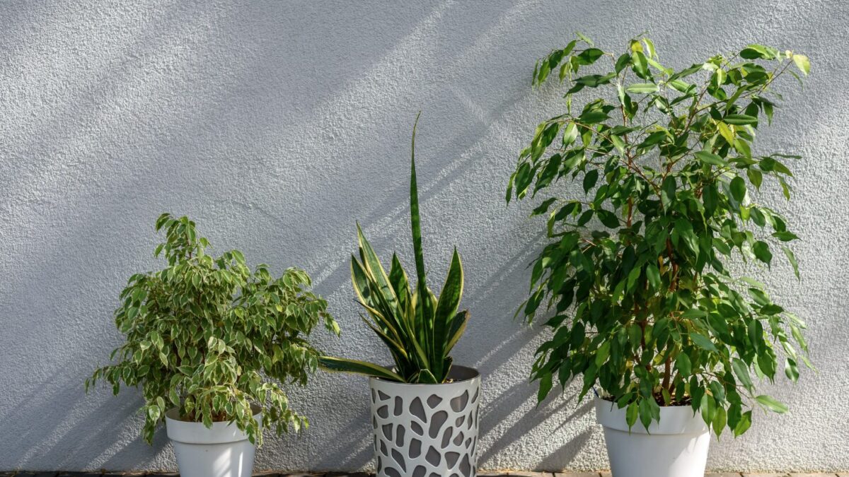 Ganzjährig Blühende winterharte Pflanzen für Kübel: Die besten Tipps für Ihre Terrasse das ganze Jahr über